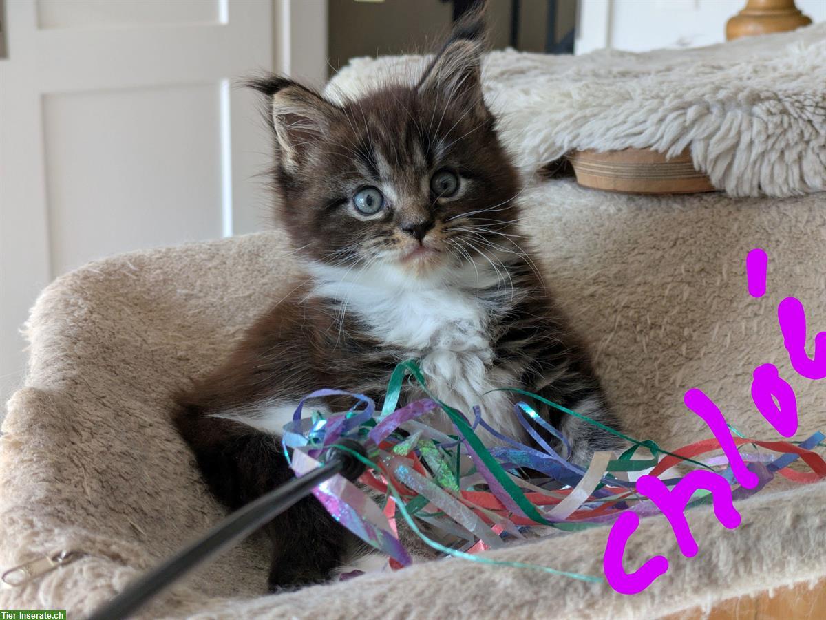 Bild 3: Reinrassige typvolle Maine Coon Katzenmädchen