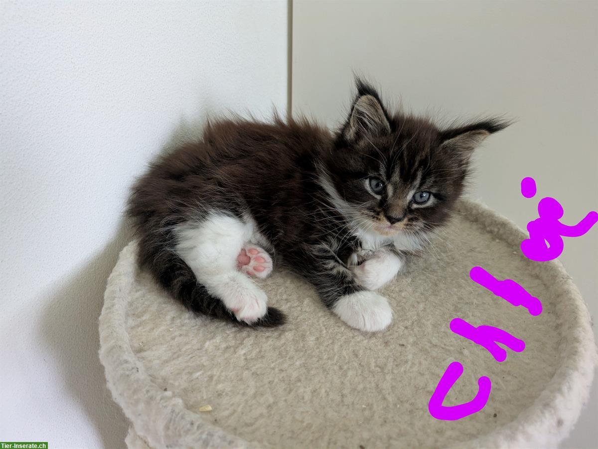 Bild 4: Reinrassige typvolle Maine Coon Katzenmädchen