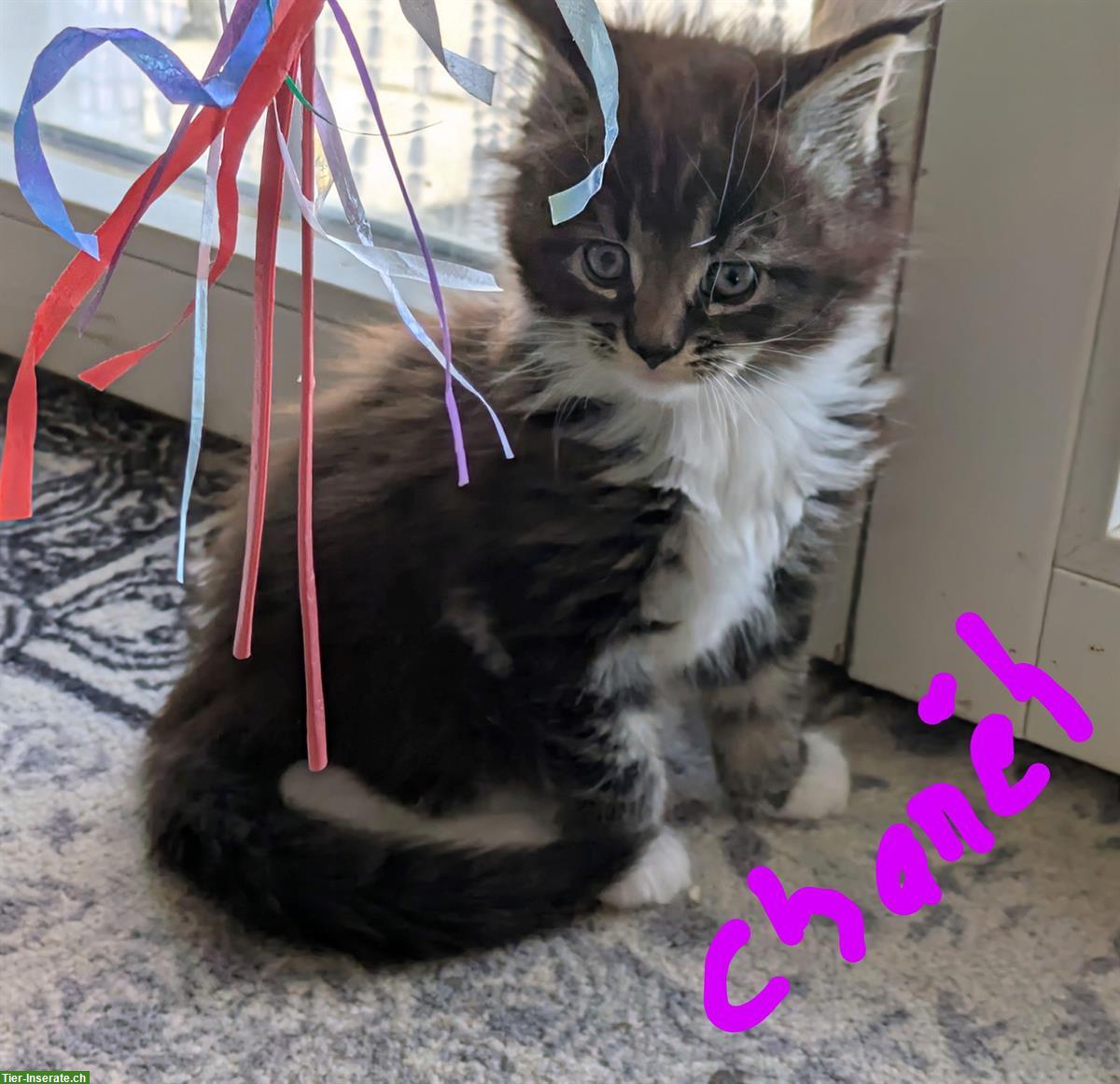 Bild 5: Reinrassige typvolle Maine Coon Katzenmädchen