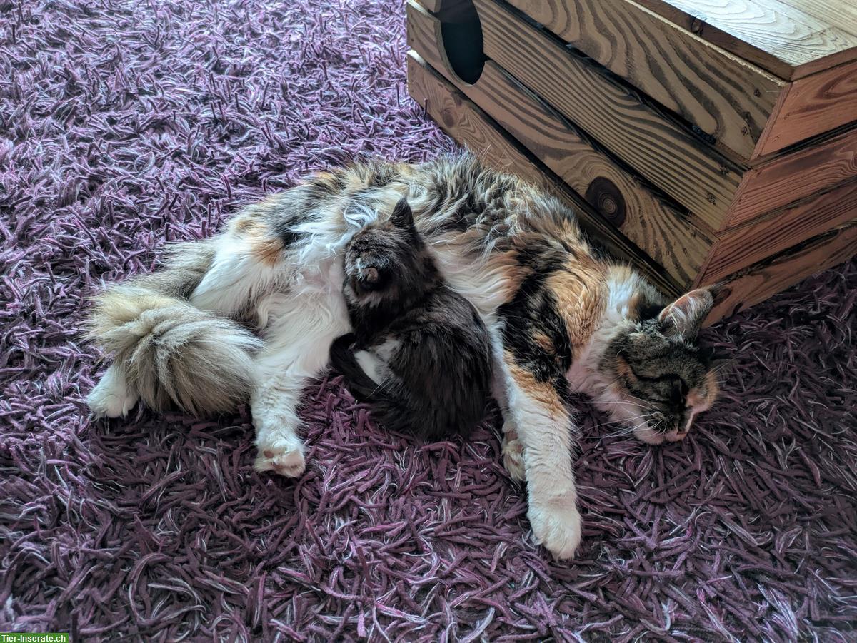Bild 6: Reinrassige typvolle Maine Coon Katzenmädchen