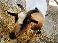 🐐 2 herzige Zwergziegen Böcke suchen neues Zuhause ❤️