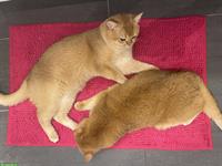 Deckkater BKH Black Golden Shell