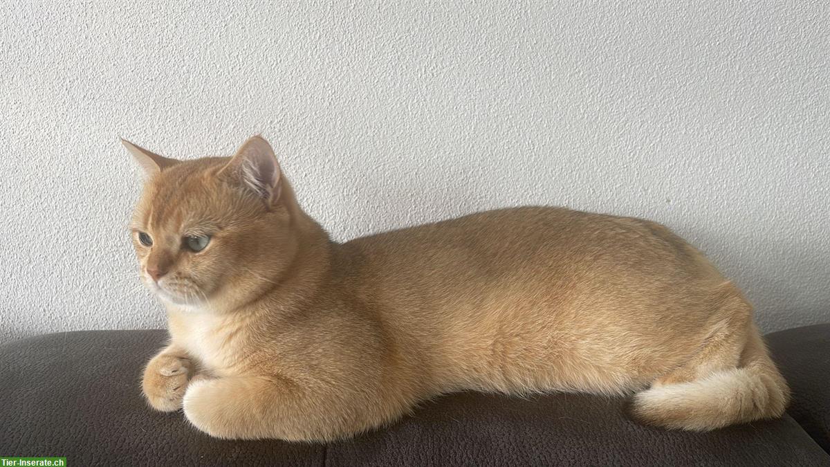 Bild 2: Deckkater BKH Black Golden Shell