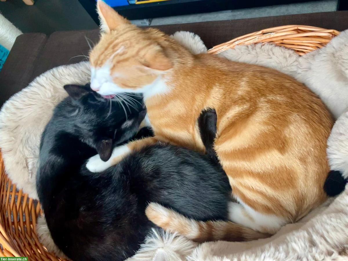 Bild 2: Super liebe Kater, Kinder gewöhnt