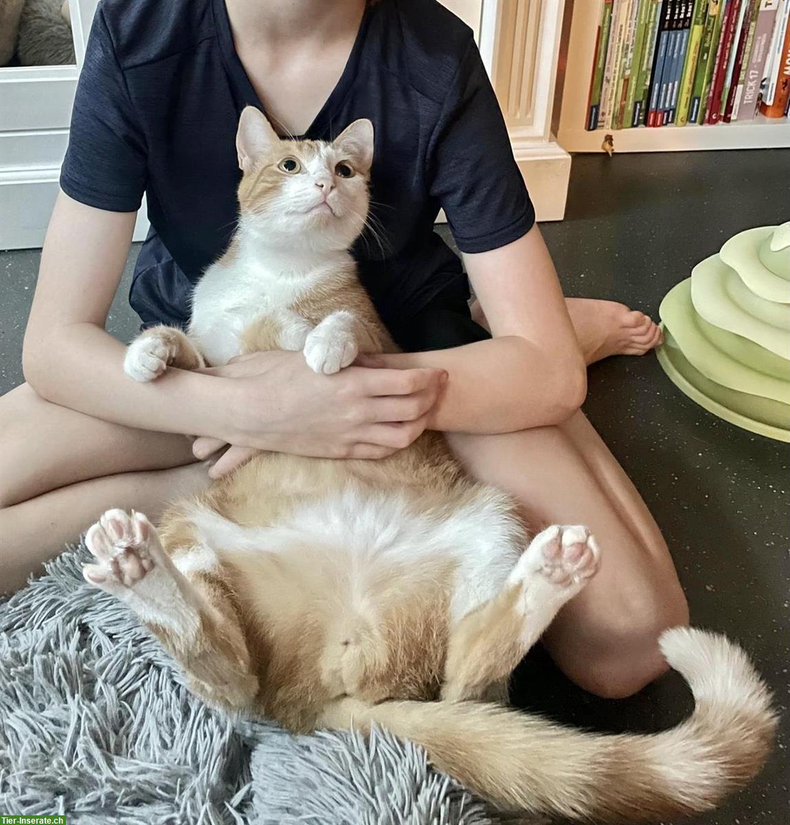 Bild 3: Super liebe Kater, Kinder gewöhnt