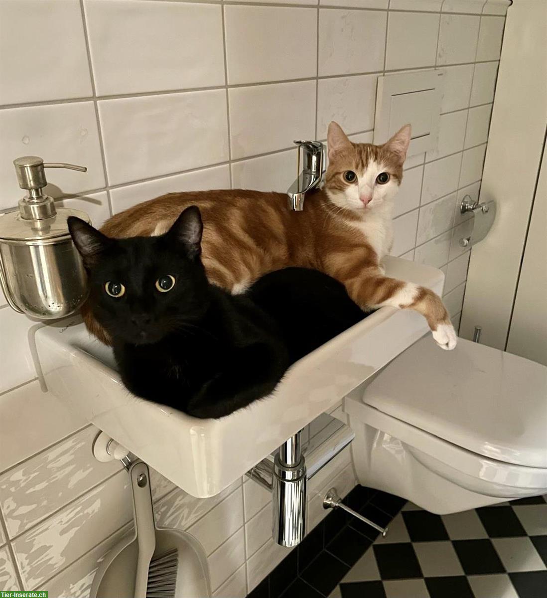 Bild 4: Super liebe Kater, Kinder gewöhnt