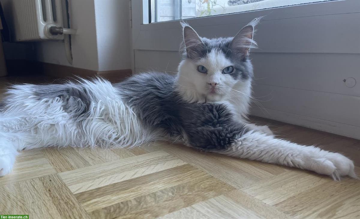 Besondere Maine Coon Katze sucht liebevolles Zuhause