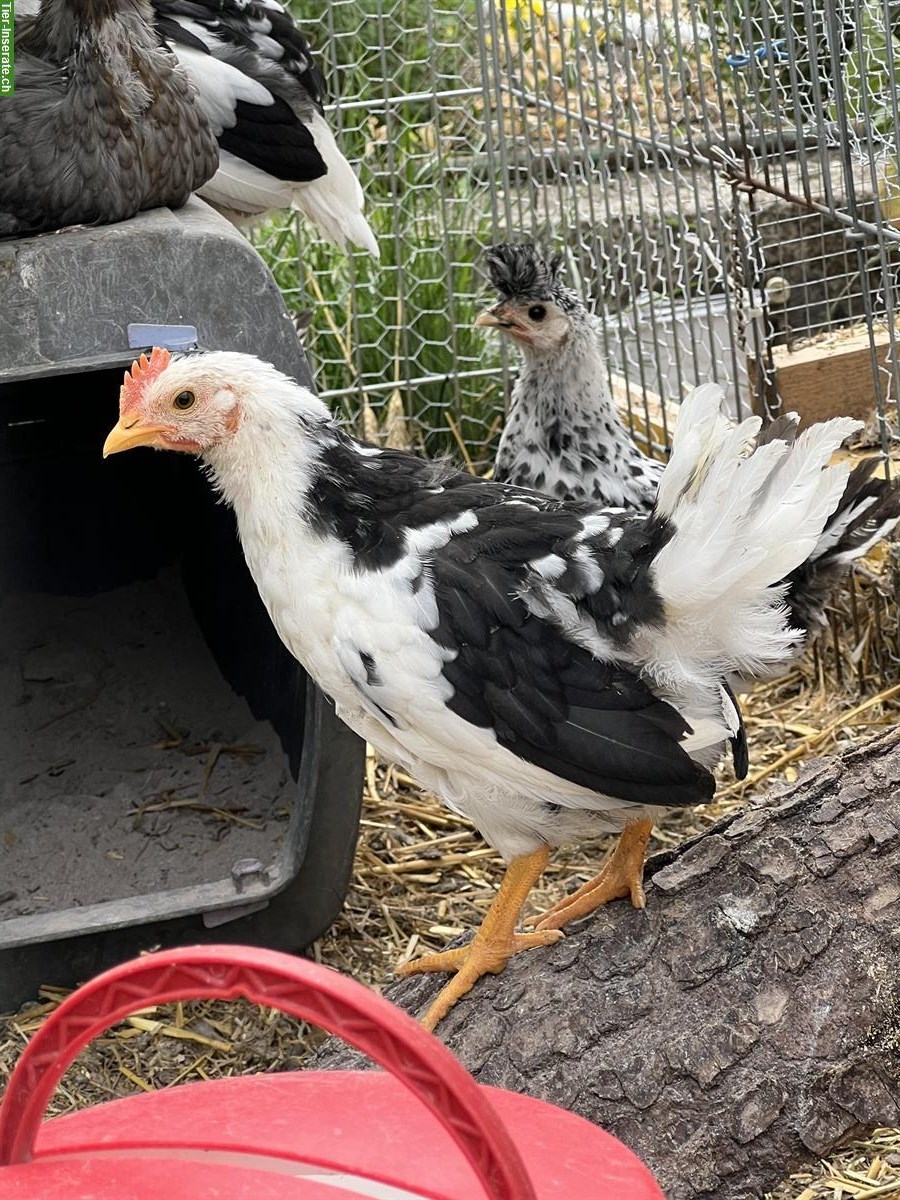 Junge Exchequer Leghorn Hähne abzugeben