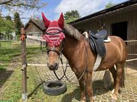 Bieten Reitbeteiligung im Zürcher Weinland