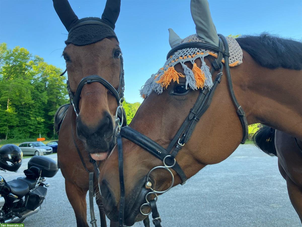 Bild 3: Bieten Reitbeteiligung im Zürcher Weinland
