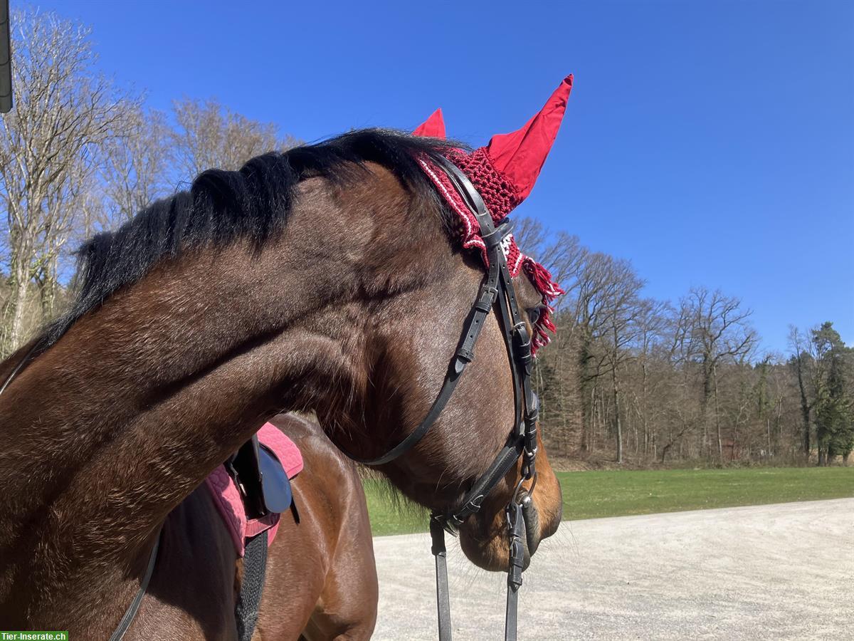 Bild 4: Bieten Reitbeteiligung im Zürcher Weinland