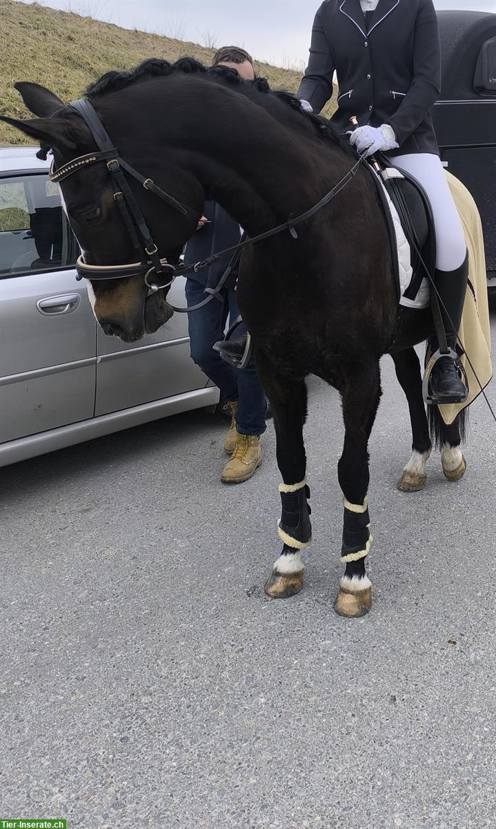 FEI Dressur Lehrmeister Deutsches Sportpony