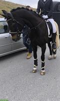 FEI Dressur Lehrmeister Deutsches Sportpony