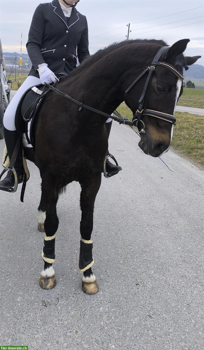 Bild 2: FEI Dressur Lehrmeister Deutsches Sportpony