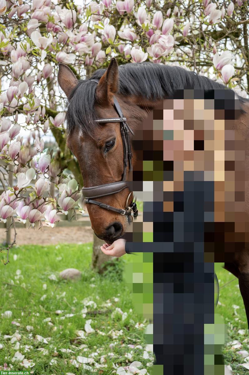 Grosse braune Stute früher erfolgreiches Springpferd