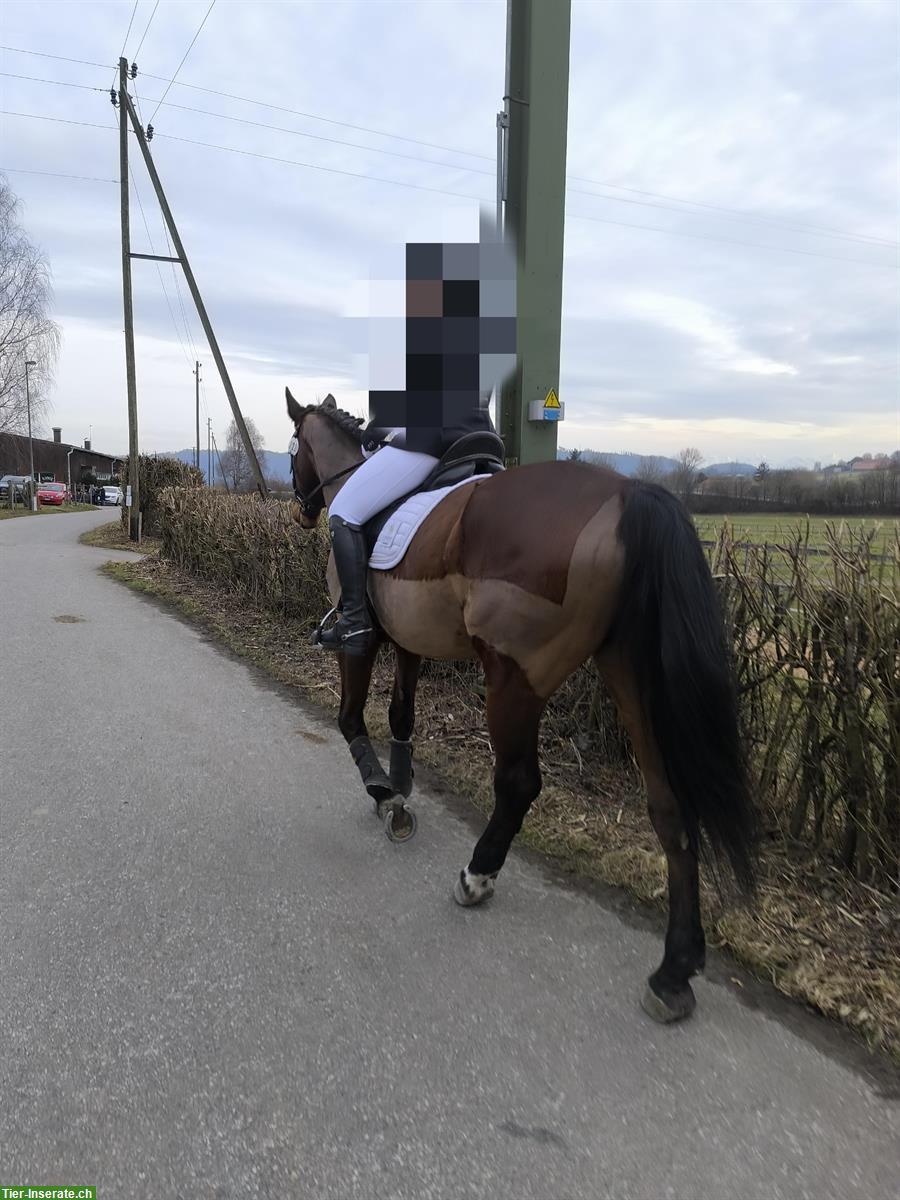 Bild 3: Grosse braune Stute früher erfolgreiches Springpferd