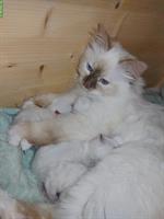 Heilige Birma Kitten in Cinnamon, Lilac, Fawn & Chocolate Point