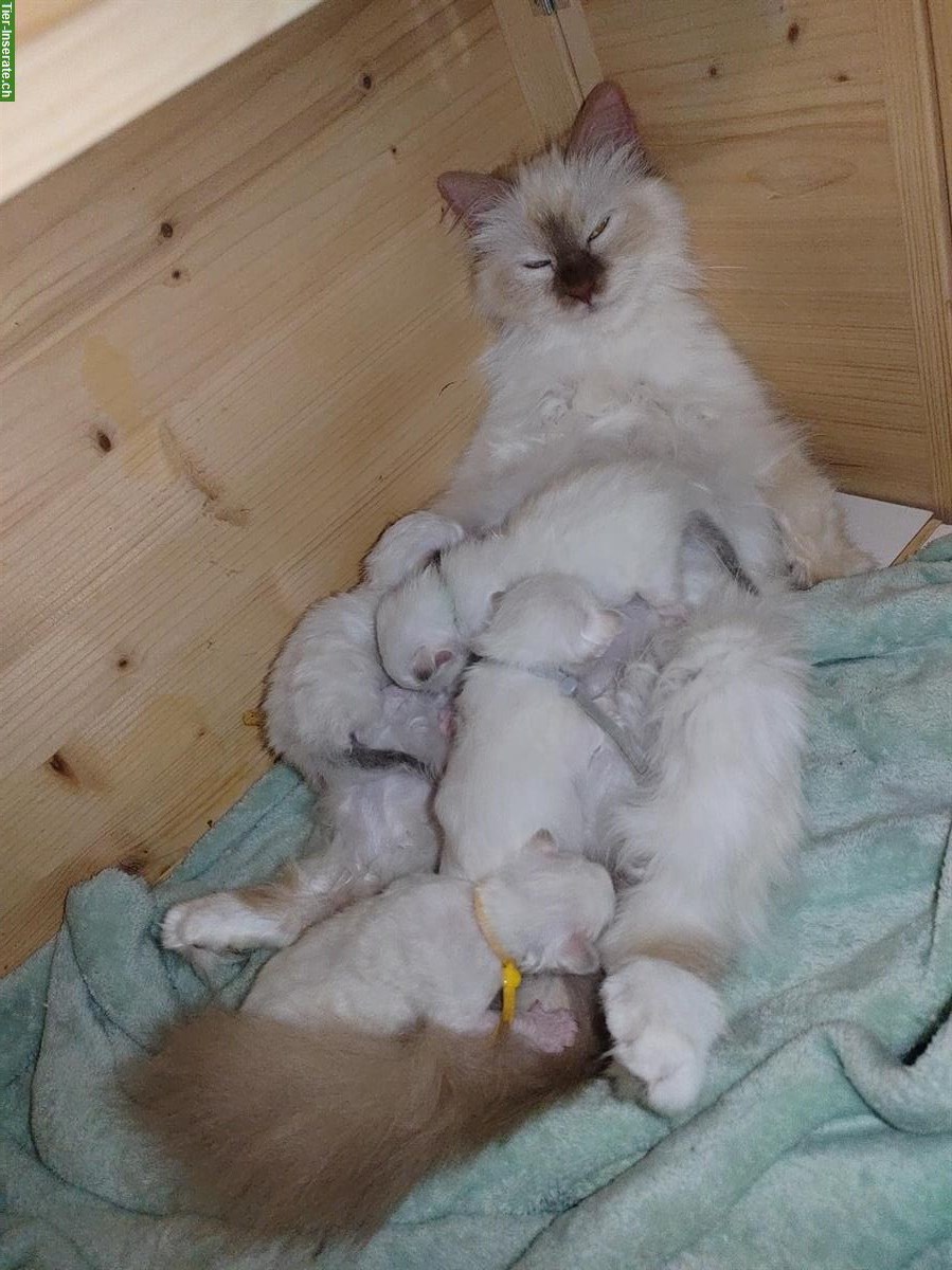 Bild 3: Heilige Birma Kitten in Cinnamon, Lilac, Fawn & Chocolate Point