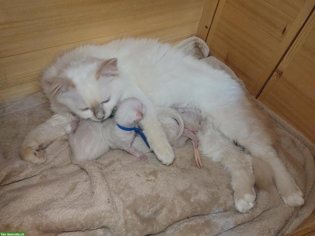 Bild 4: Heilige Birma Kitten in Cinnamon, Lilac, Fawn & Chocolate Point