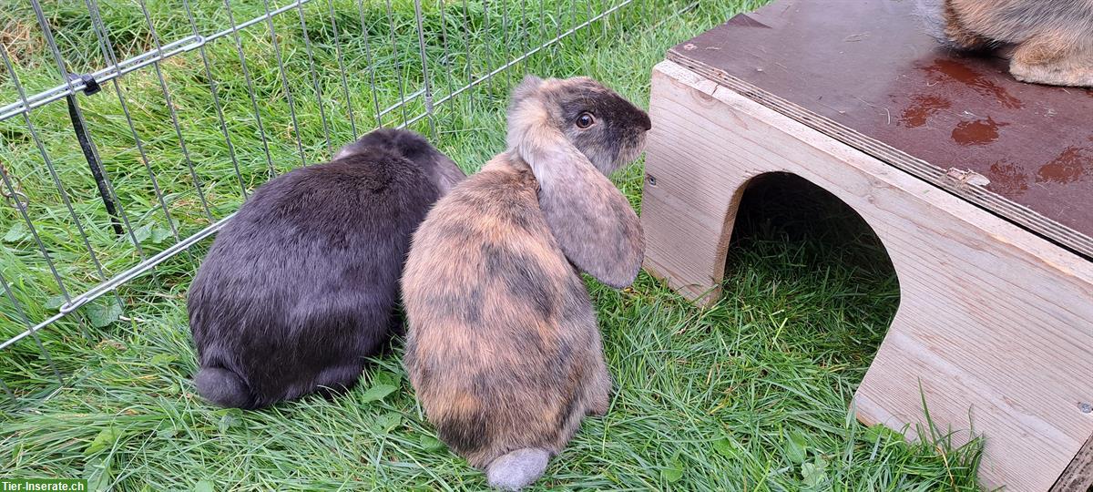 Bild 2: Junge Kaninchen, grosse Rasse