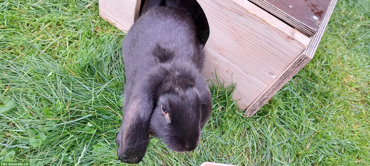 Bild 3: Junge Kaninchen, grosse Rasse