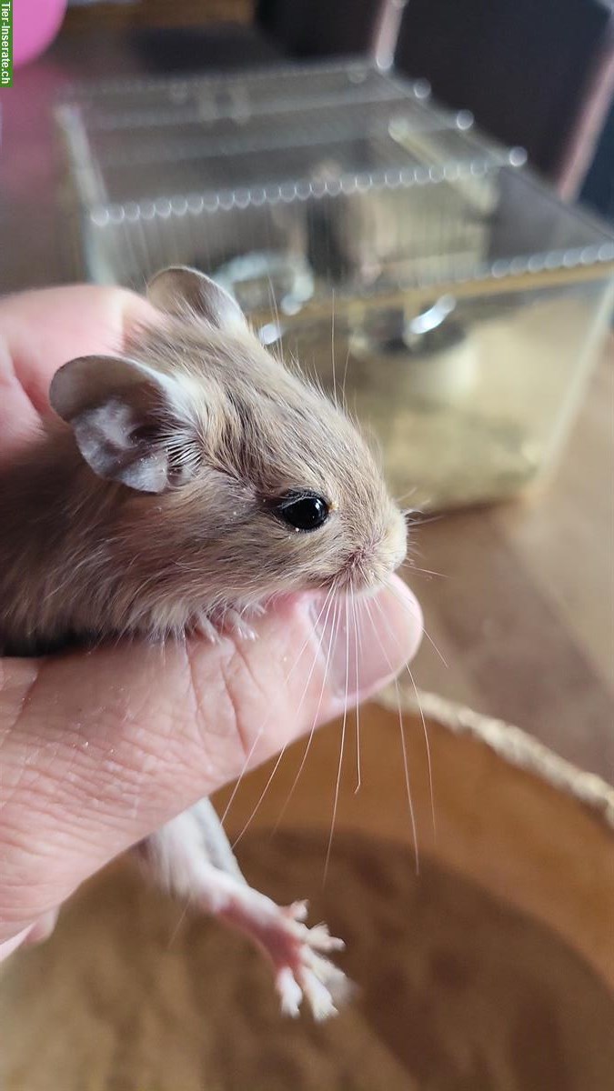 Handzahme junge Degus abzugeben