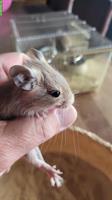 Handzahme junge Degus abzugeben