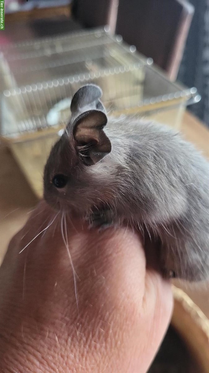 Bild 2: Handzahme junge Degus abzugeben