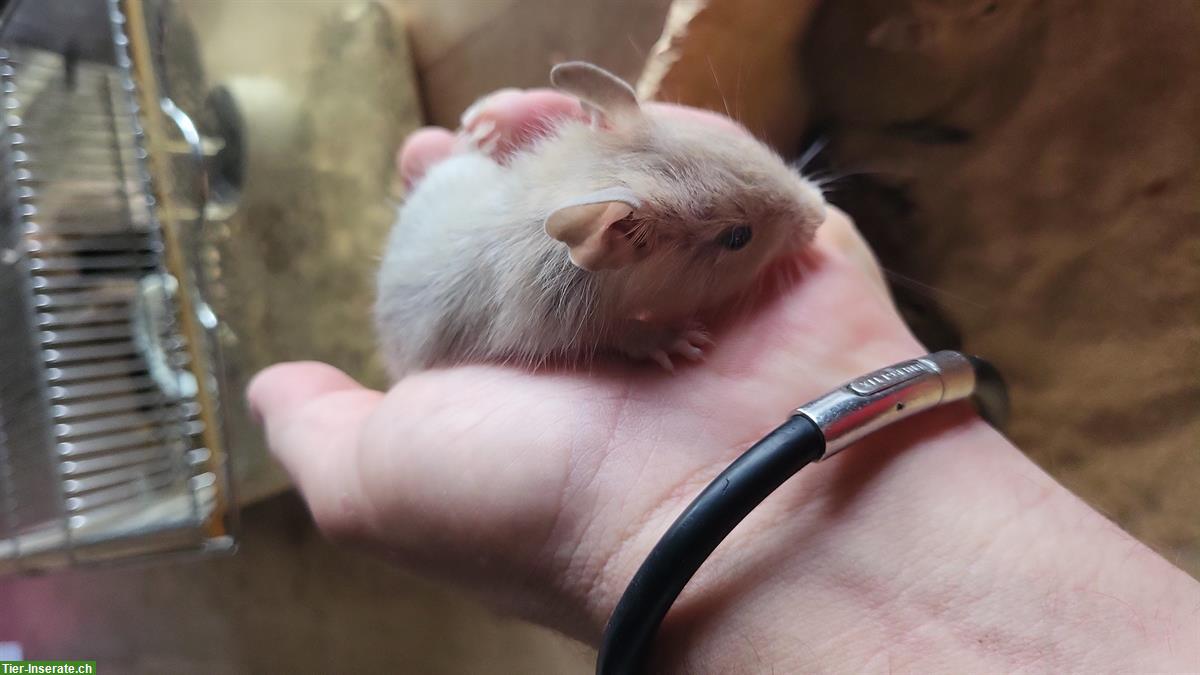 Bild 3: Handzahme junge Degus abzugeben