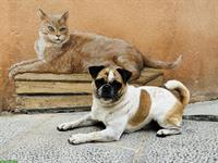 Suche gegenseitige Hundebetreuung für die Ferien