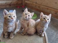 Rote Kater Kätzchen suchen einen Lebensplatz