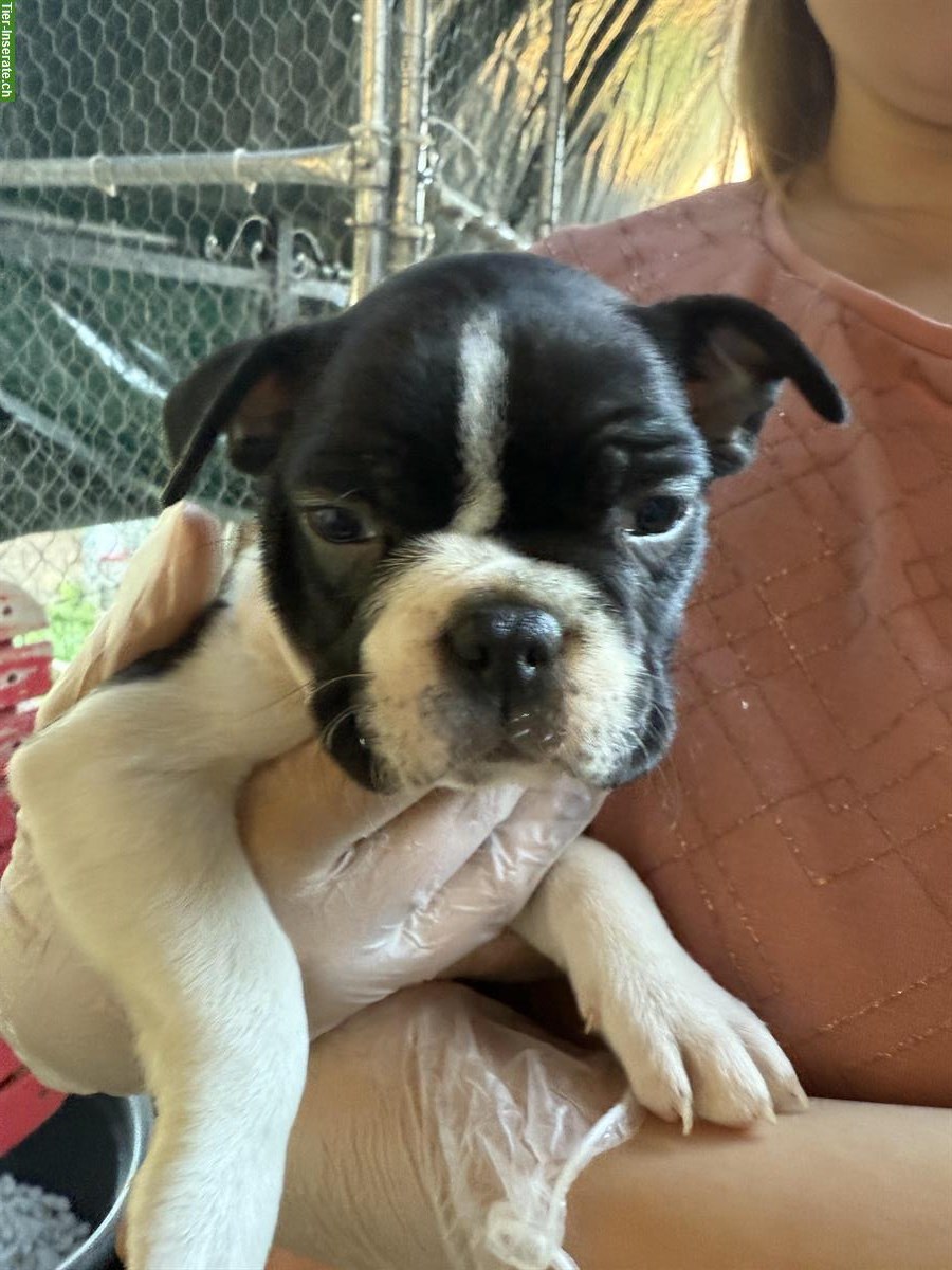 Boston Terrier Welpen zu verkaufen