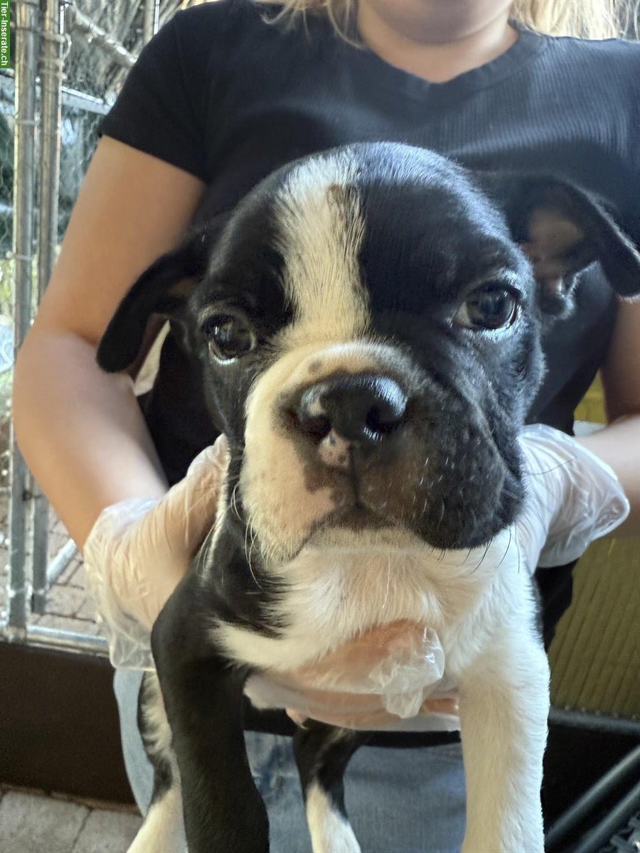 Bild 2: Boston Terrier Welpen zu verkaufen