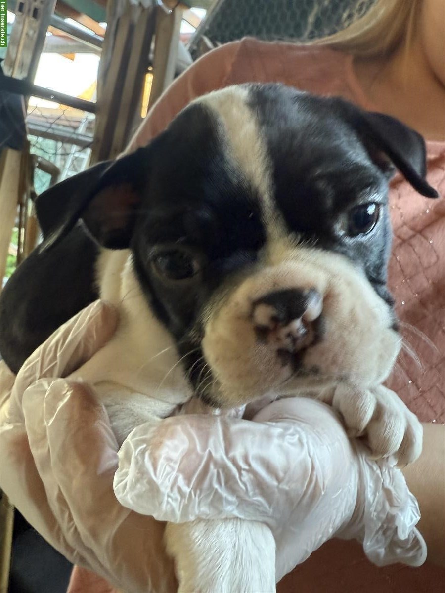 Bild 3: Boston Terrier Welpen zu verkaufen