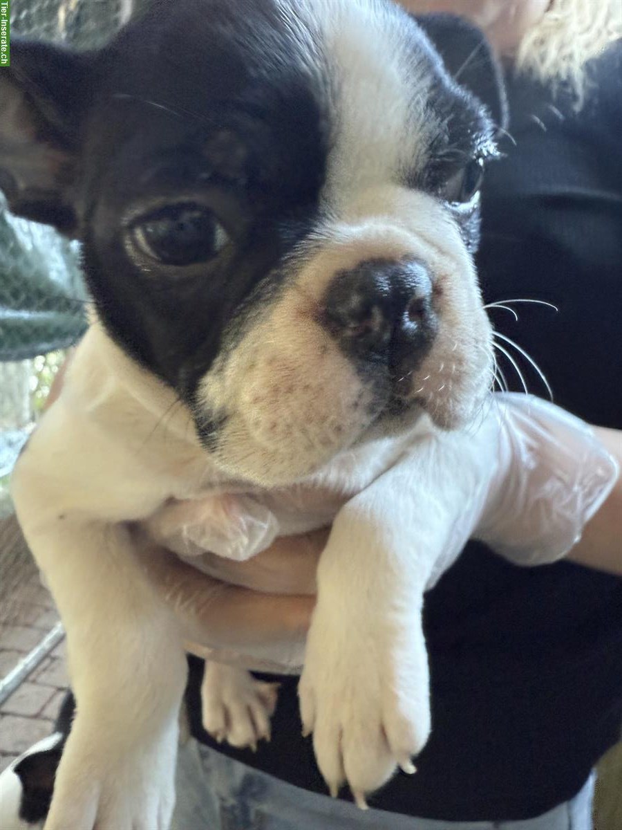 Bild 4: Boston Terrier Welpen zu verkaufen