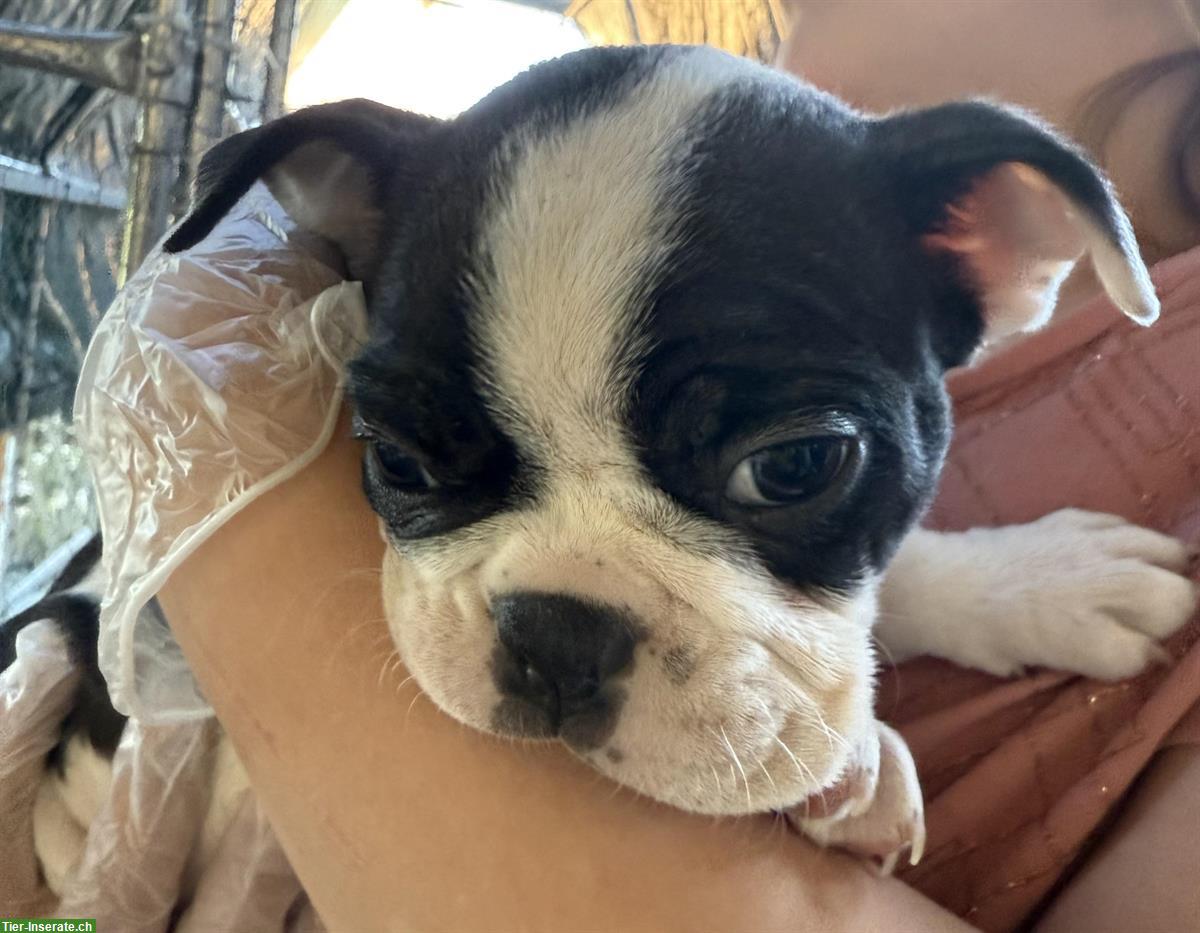 Bild 5: Boston Terrier Welpen zu verkaufen