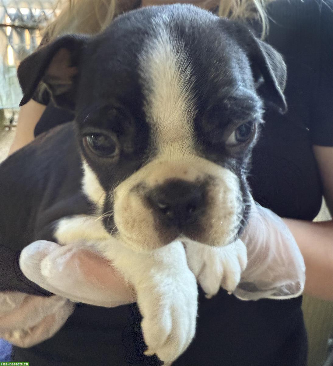 Bild 6: Boston Terrier Welpen zu verkaufen