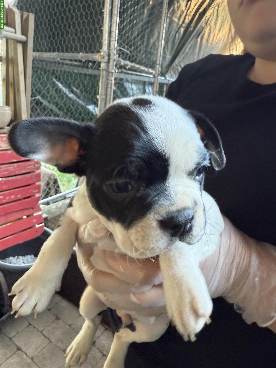 Bild 7: Boston Terrier Welpen zu verkaufen