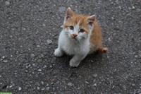 Kleines, freches Bauernhof Katerchen sucht liebes Zuhause