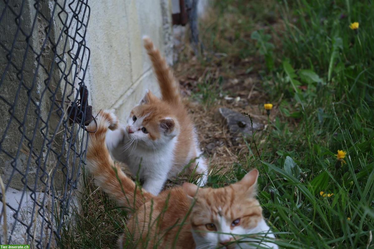 Bild 2: Kleines, freches Bauernhof Katerchen sucht liebes Zuhause