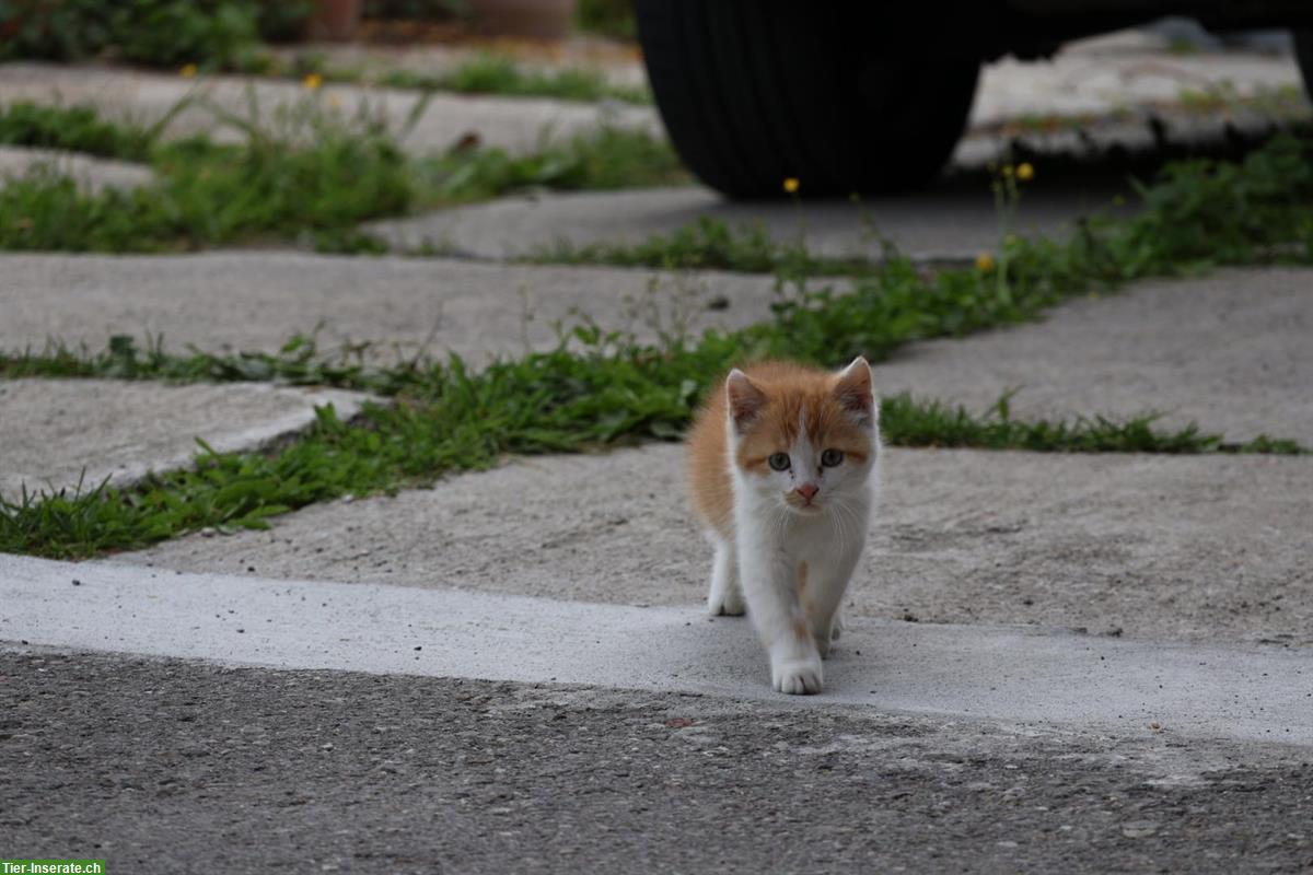 Bild 4: Kleines, freches Bauernhof Katerchen sucht liebes Zuhause