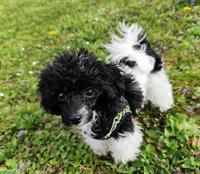 Harlekin Toy Pudel sucht liebevolles Zuhause