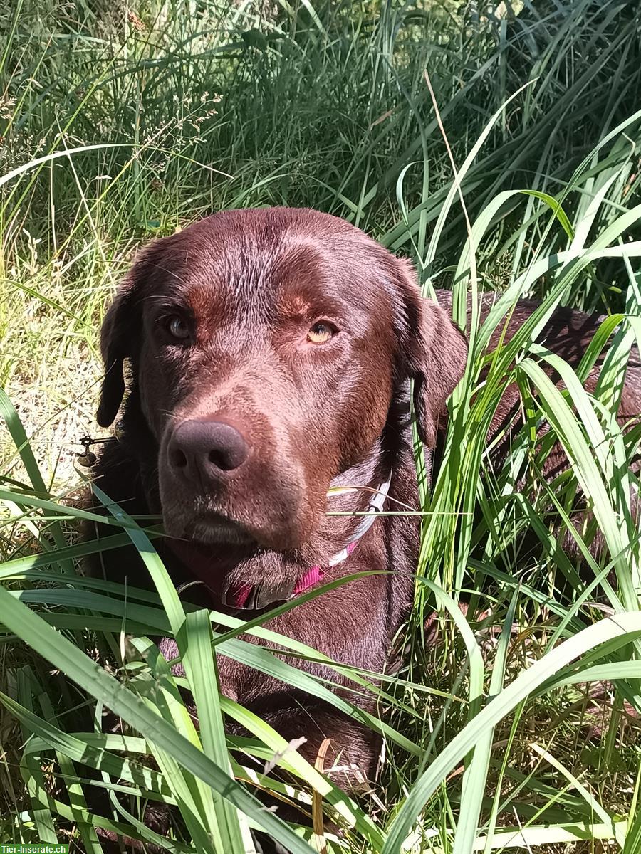 Deckrüde Labrador Mischling, Kein Verkauf!