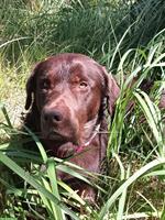 Deckrüde Labrador Mischling, Kein Verkauf!