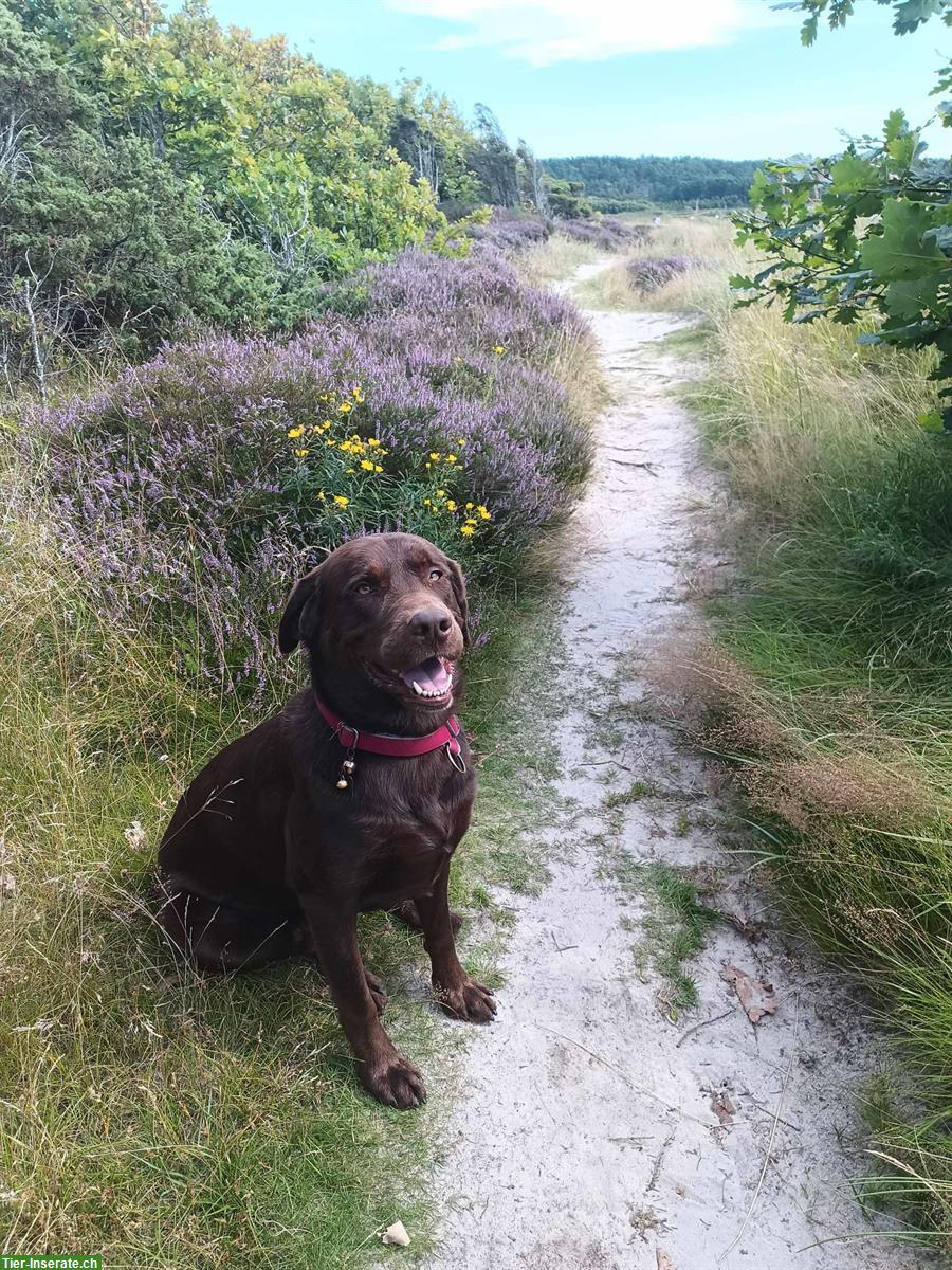 Bild 2: Deckrüde Labrador Mischling, Kein Verkauf!