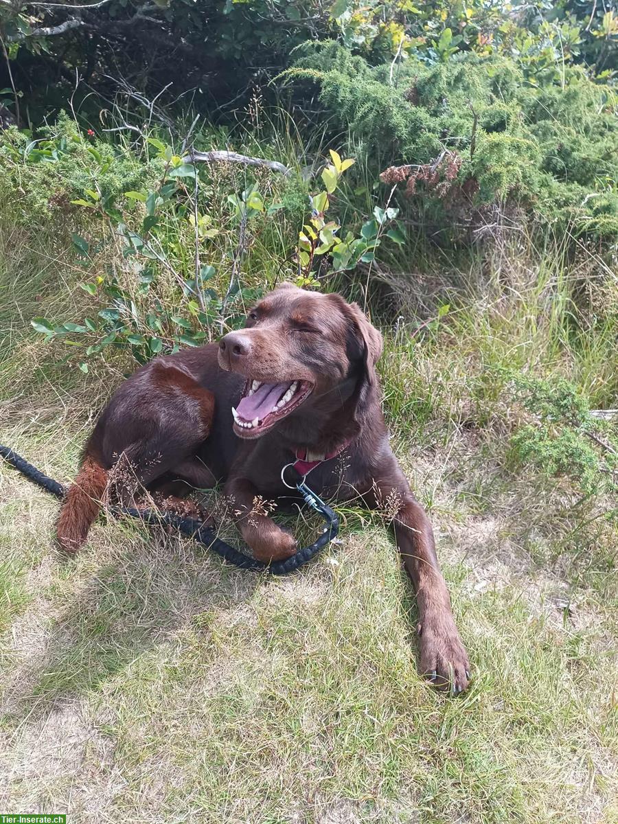 Bild 3: Deckrüde Labrador Mischling, Kein Verkauf!