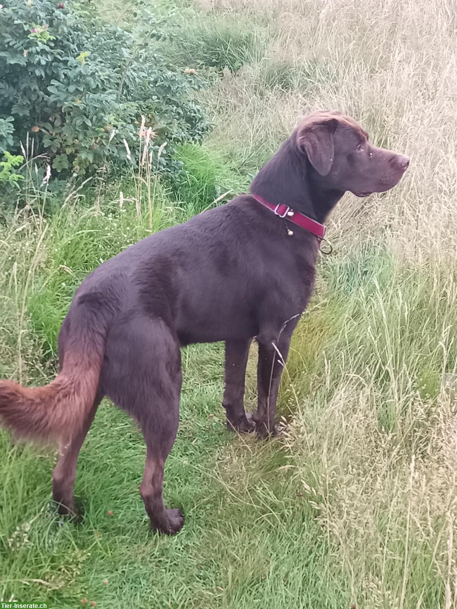 Bild 4: Deckrüde Labrador Mischling, Kein Verkauf!
