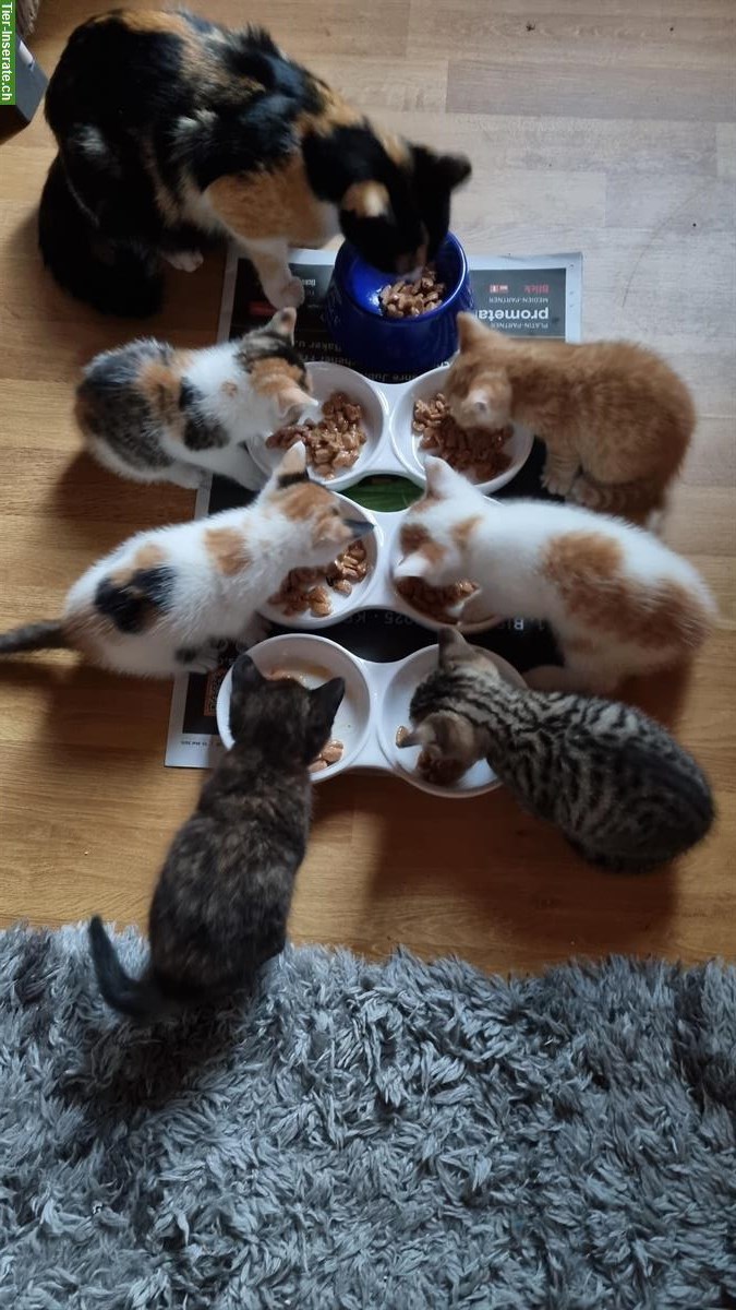Junge Kätzchen suchen ein Zuhause