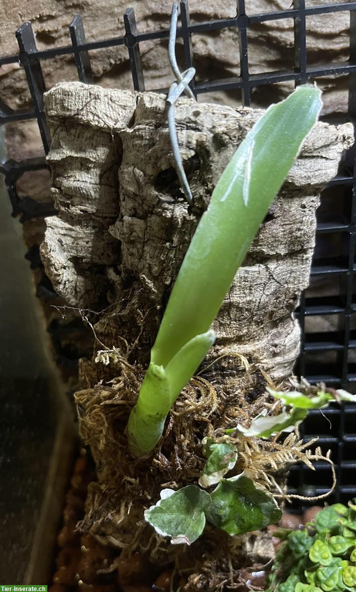 Verkaufe Bromelien mit Ficus pumila auf Holz