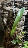 Verkaufe Bromelien mit Ficus pumila auf Holz